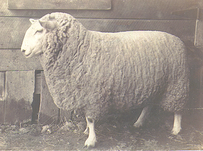 Champion Ewe