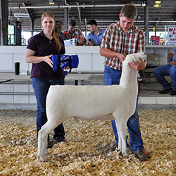 Montadale Junior Show