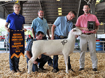 Sedlaia Winners
