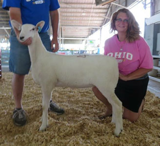 Donation Ewe Lamb